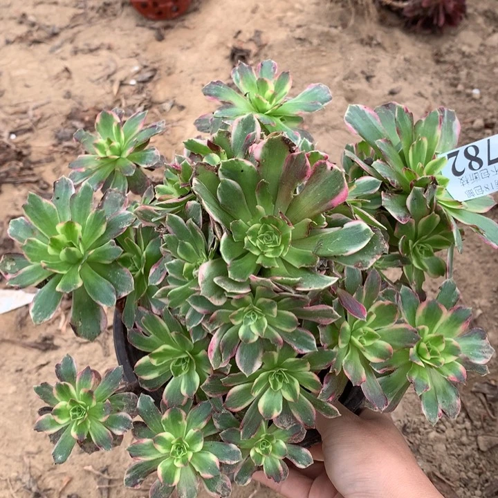 782安娜大手捧4号棚