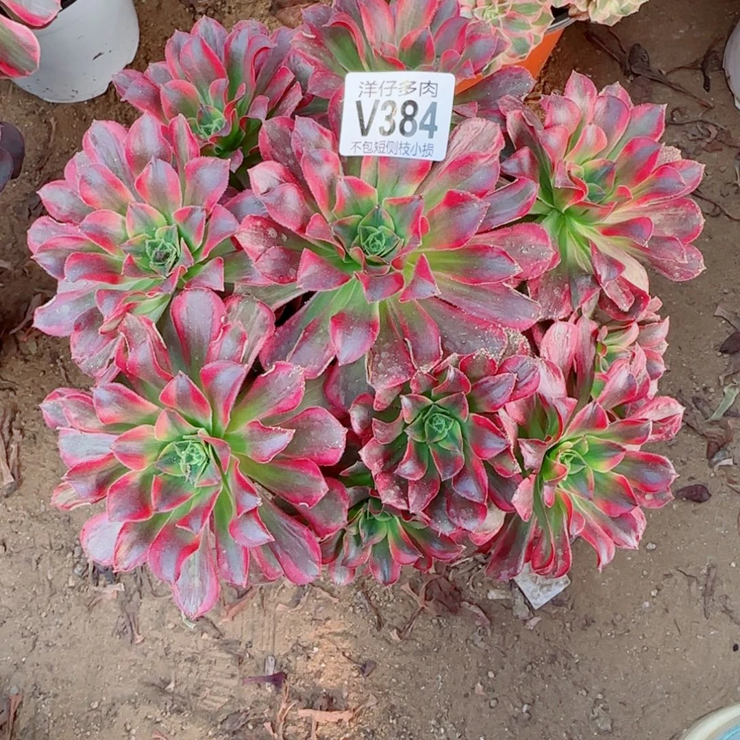 安娜发师384冠幅26