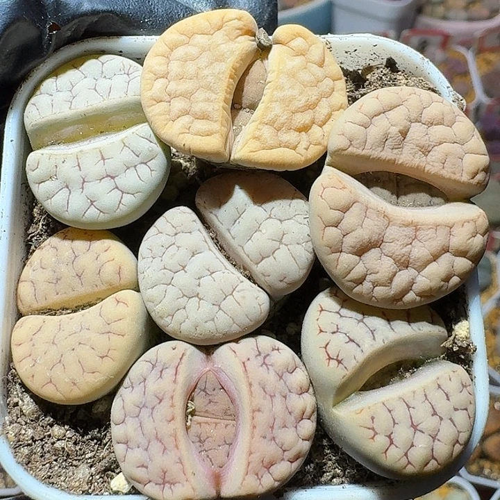 生石花122212。  112