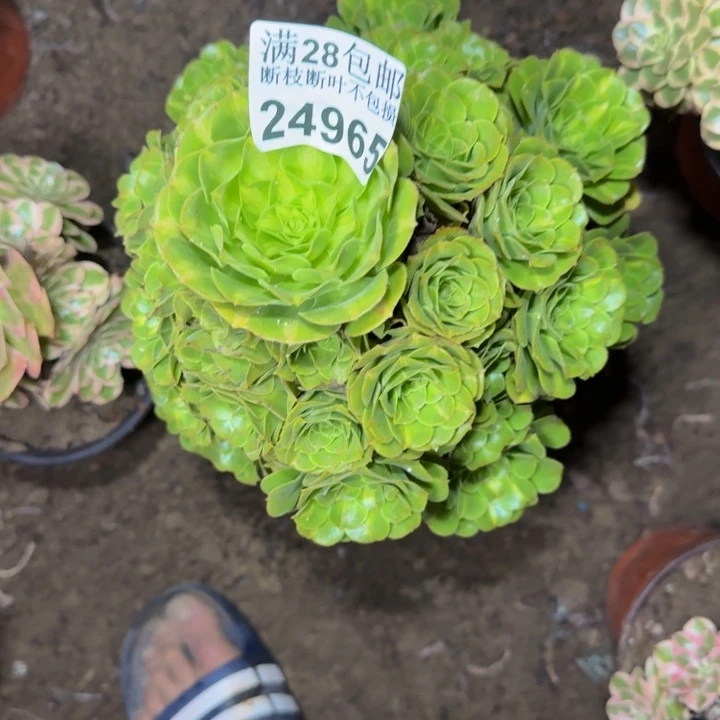 24965南琉璃多肉植物