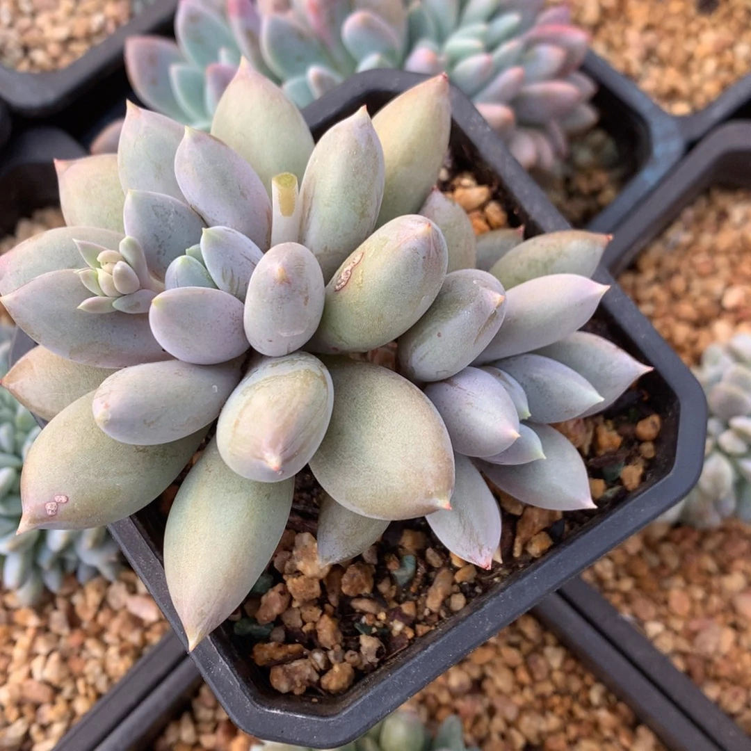 胖体哥特萝莉开播福利微瑕疵