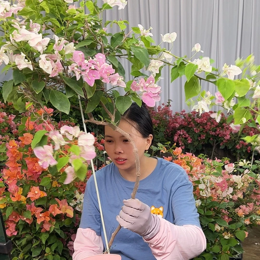 善****大部分花苞少量开放E28广红樱