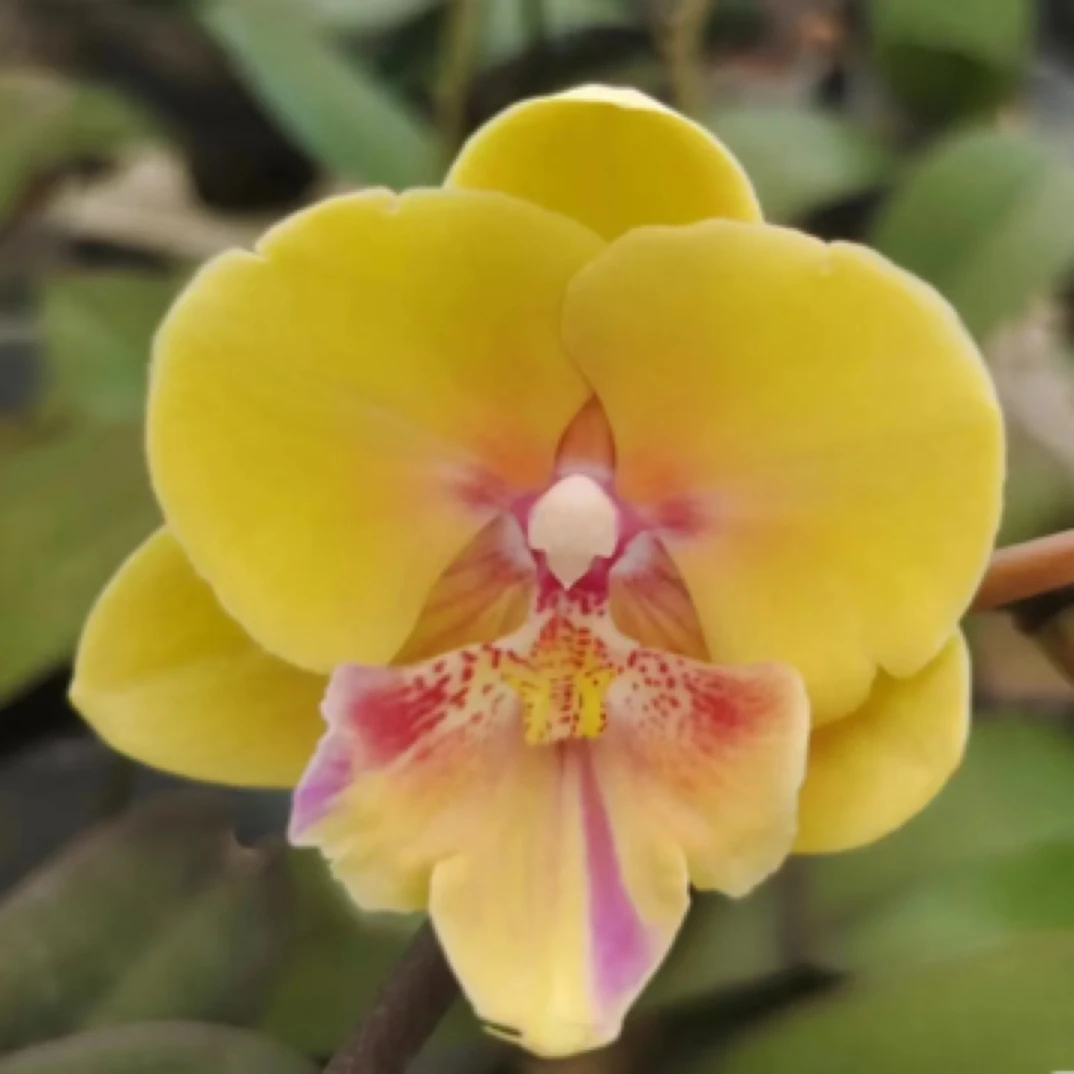 蝴蝶兰中伦黄花大舌头3.5抽梗苗（苗巨大根系一般）介意勿拍