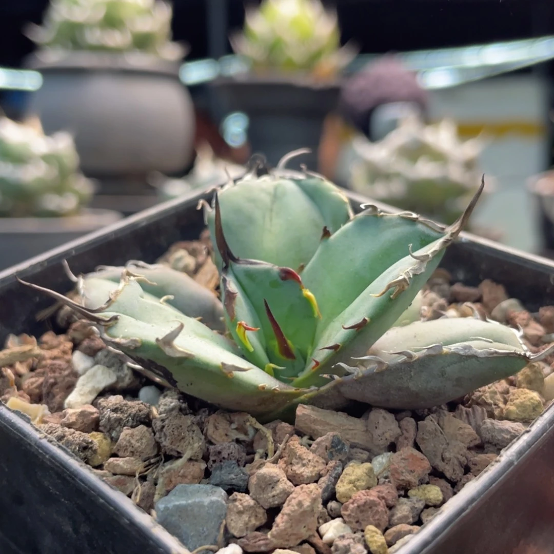 白犀牛顶芽88888888888