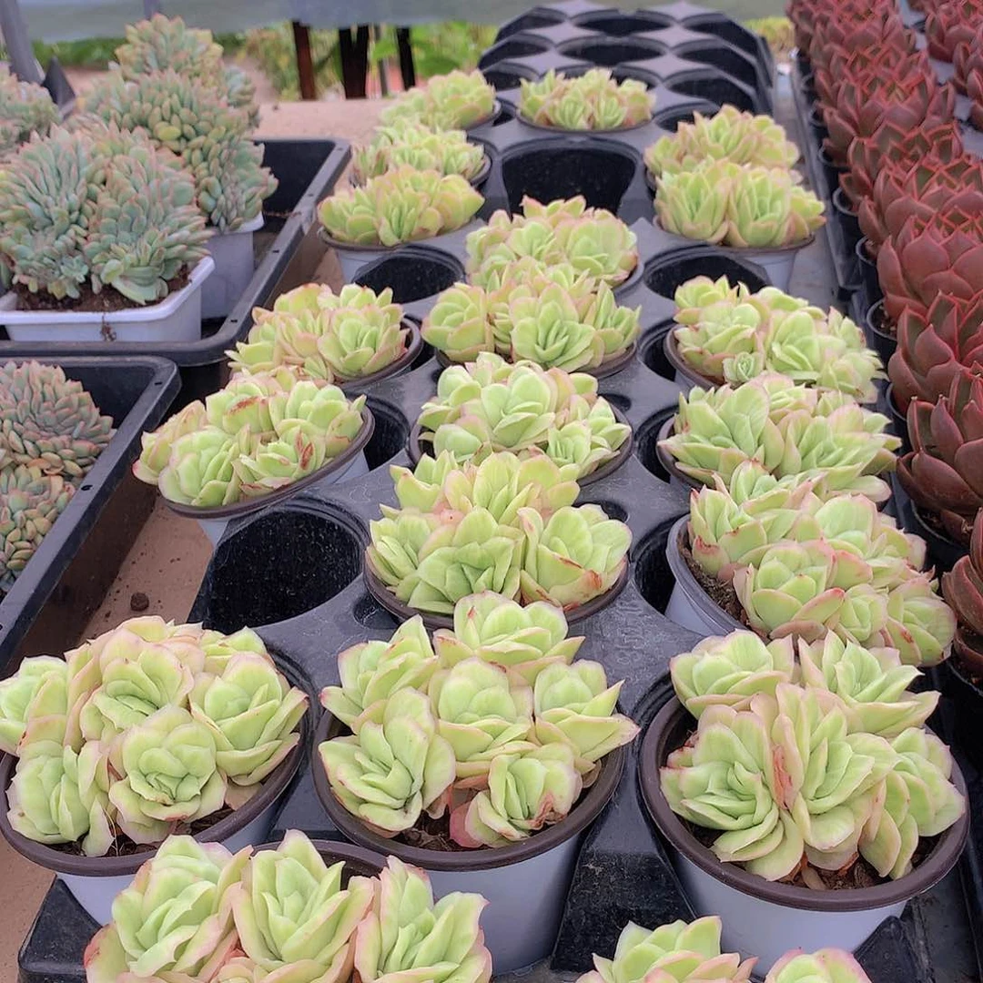 冰玫瑰锦群6464644444444