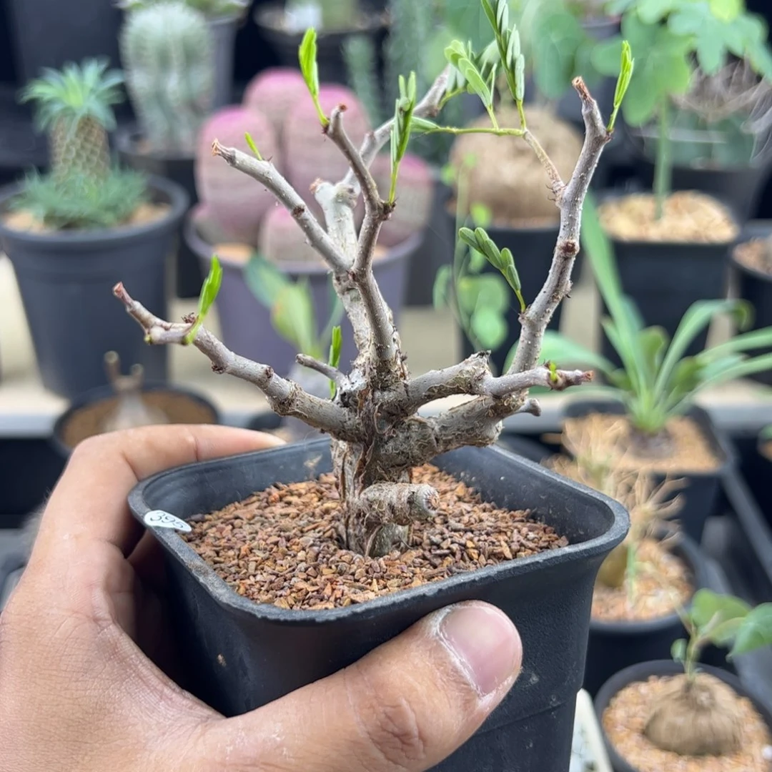 沙漠苏木实生一物一拍带盆发