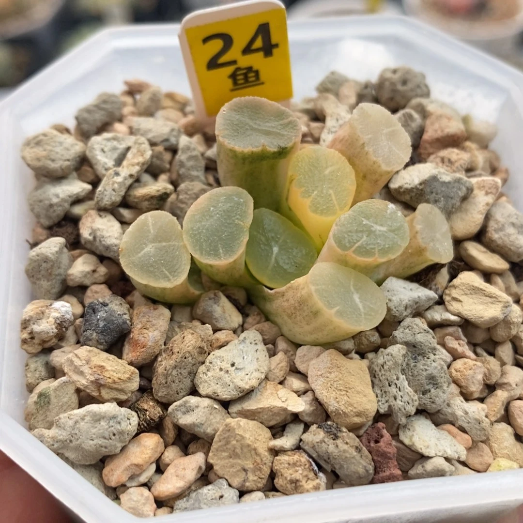 24万象锦，一物一拍