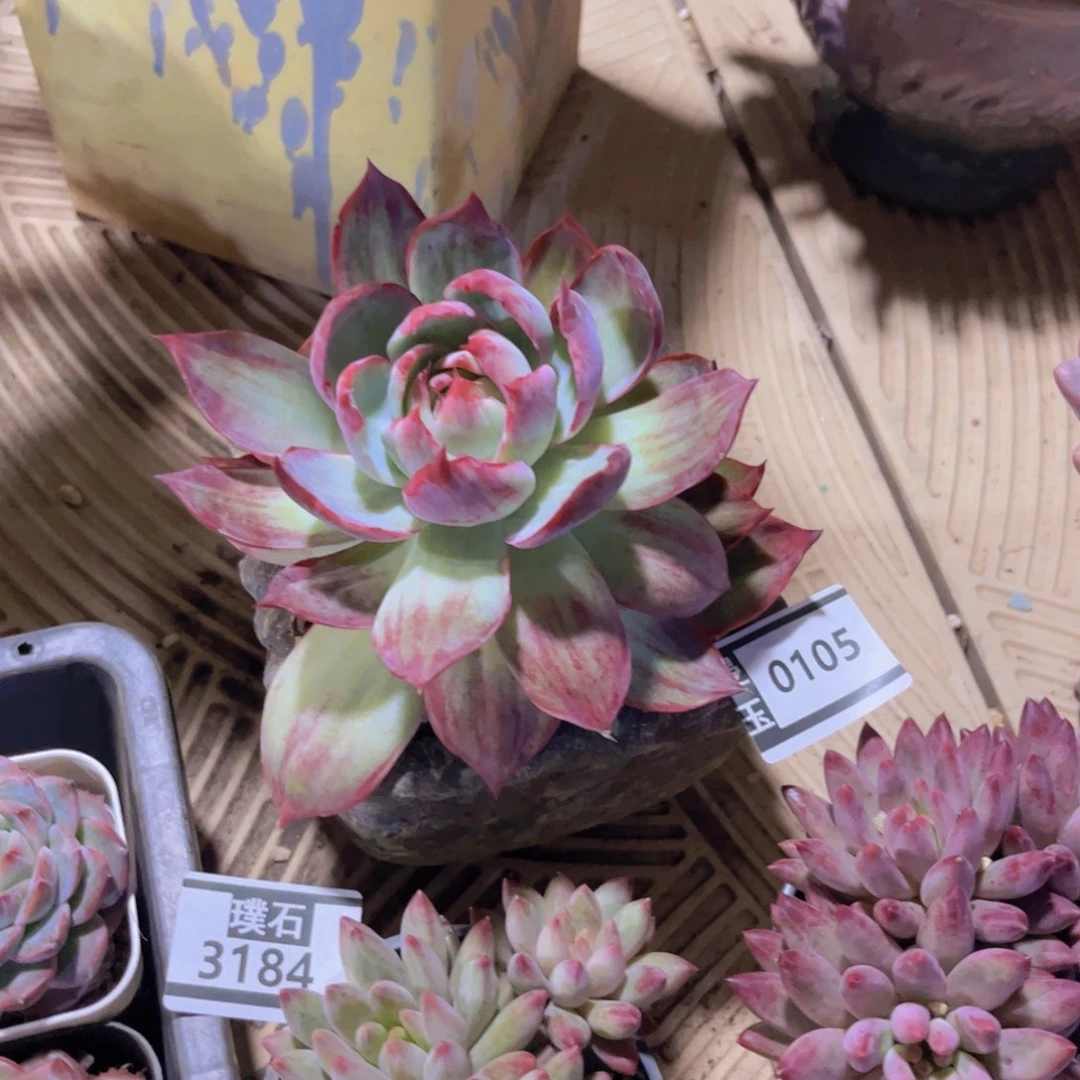 惊鸿仙子多肉植物0105