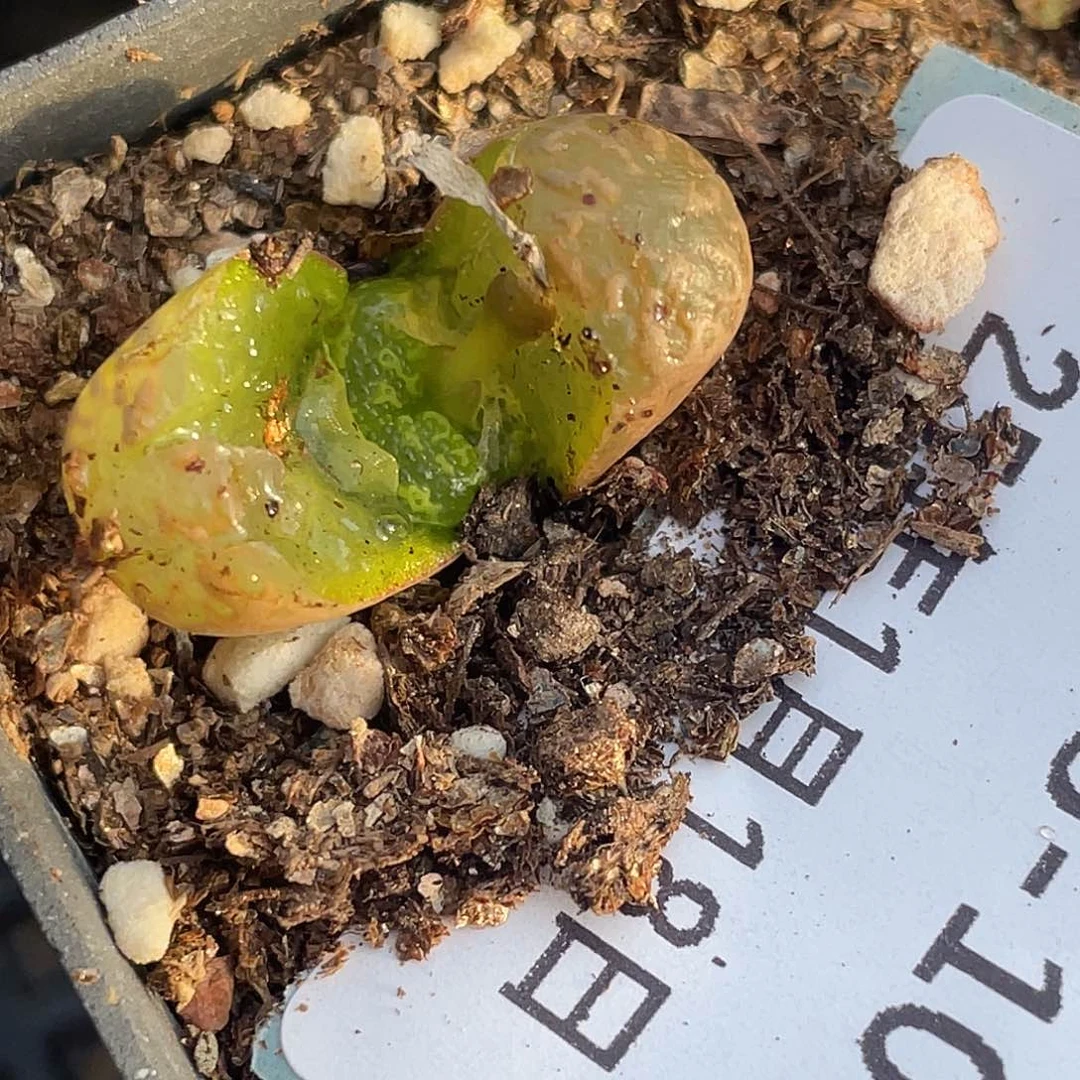 18-104泡泡勋章肉锥