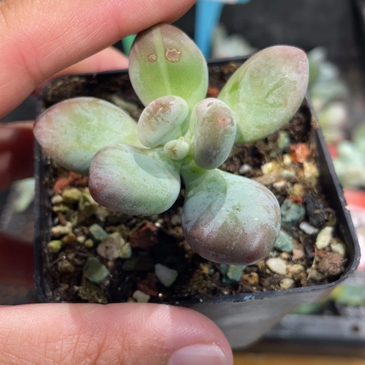 355西瓜奶锦基因的啊啊啊啊啊
