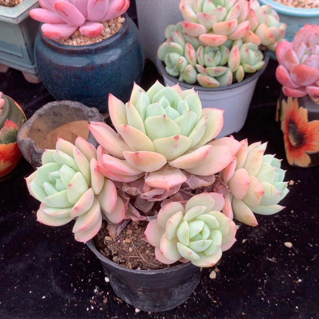 你说是谁在的呀怎么就说