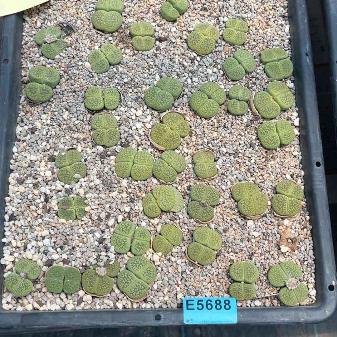 是***。5688富阳筐混不退不换不售后