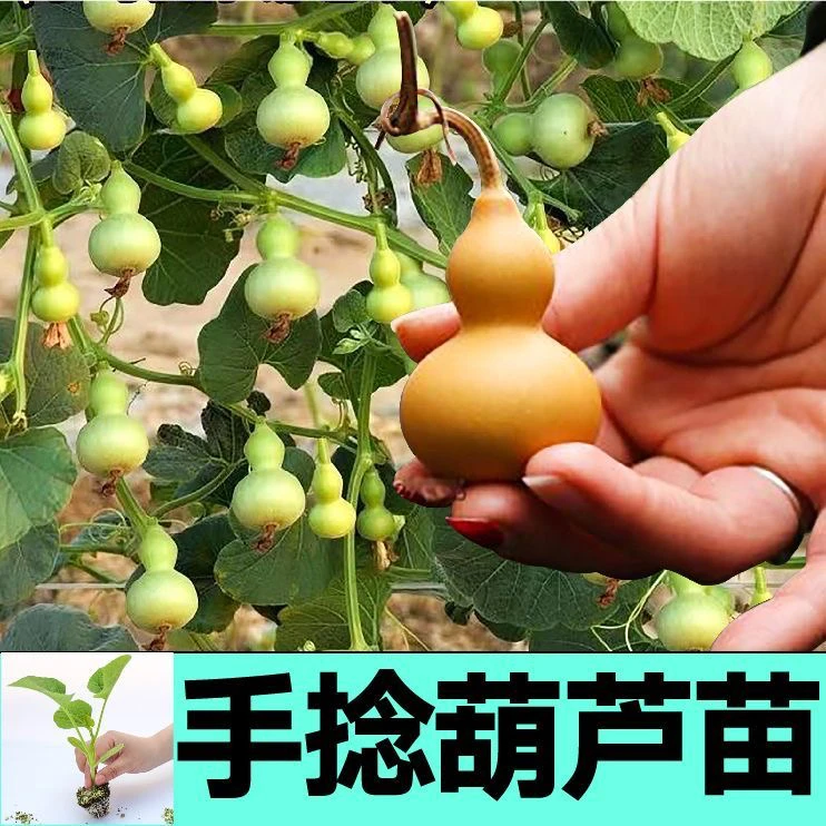 手捻葫芦秧苗带土球大酒葫芦小亚腰葫芦各种葫芦苗阳台庭院盆地栽