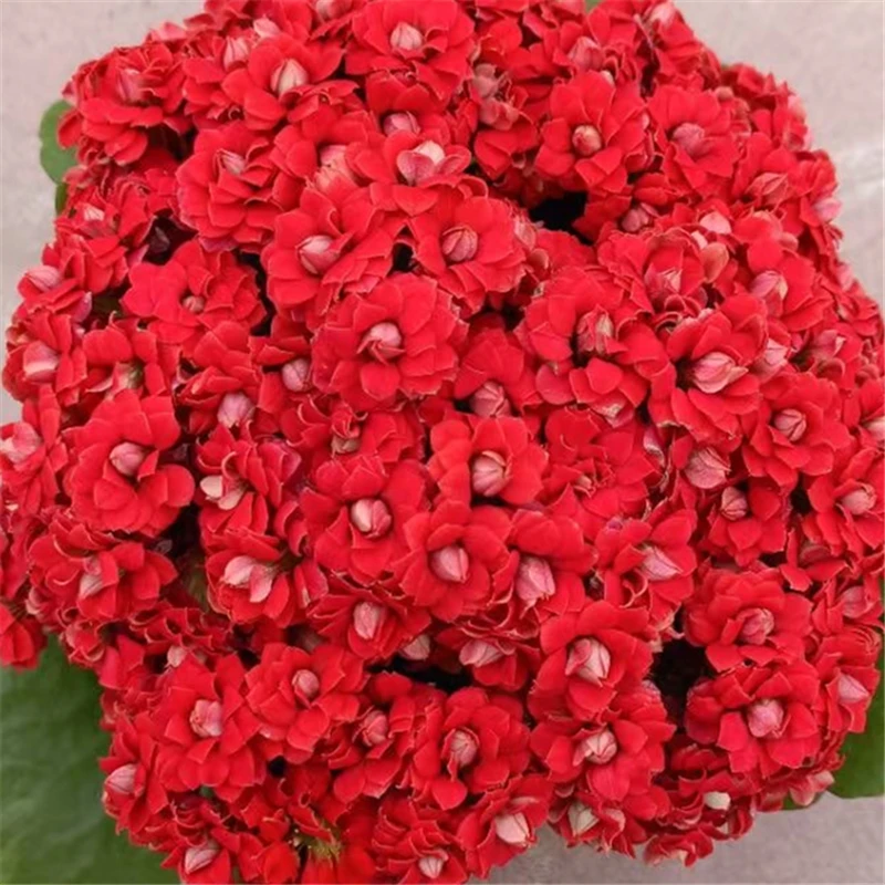 【迷你喜庆】80#盆小盆长寿带花苞