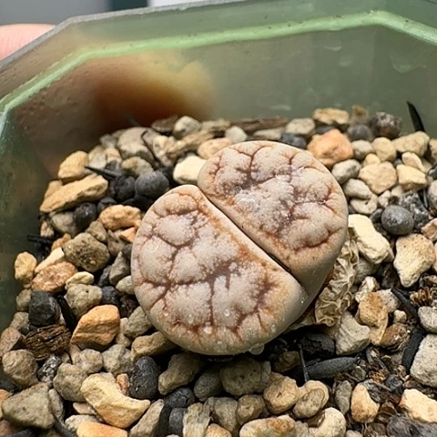 686向日葵母本带盆土发货