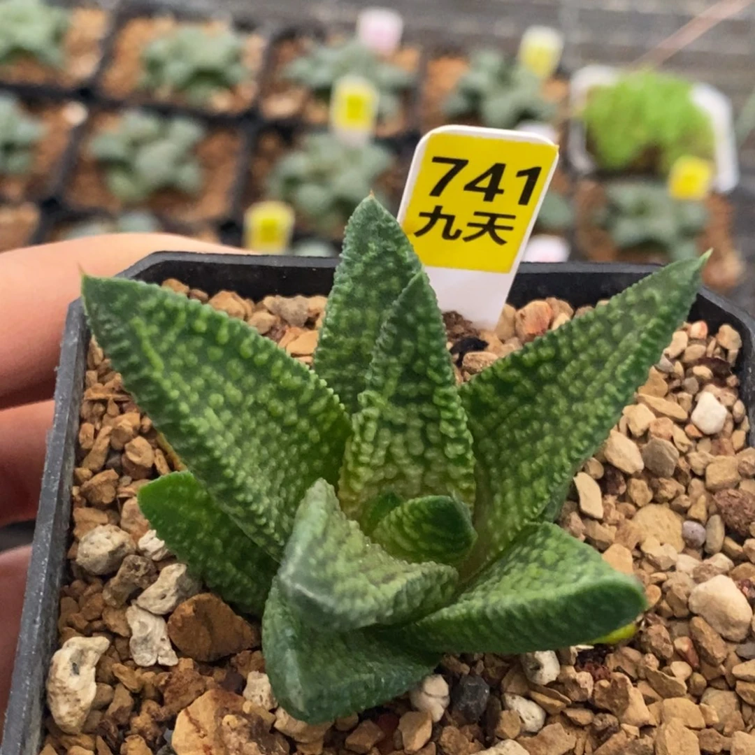 741号大理石女王硬叶