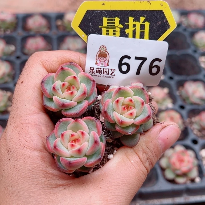 多肉植物多肉植物