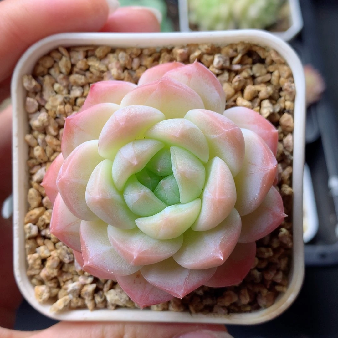 58包邮  群生不包整 11