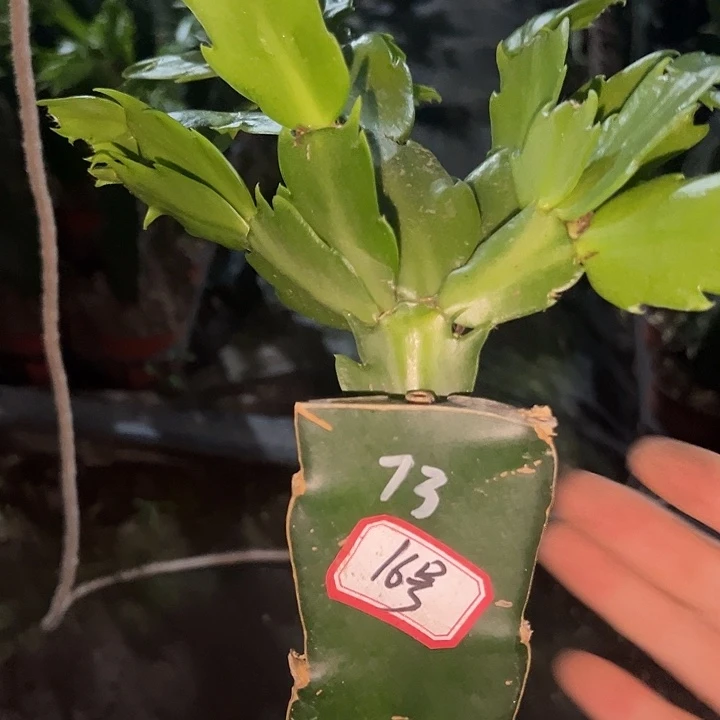 郑***姐15号带盆073嫁接苗
