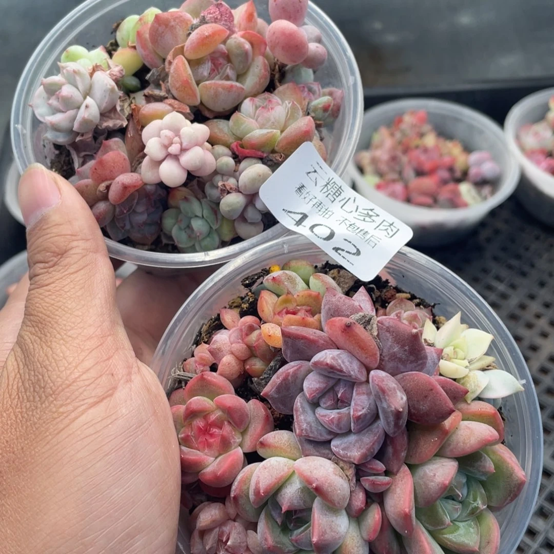 云糖心多肉植物402