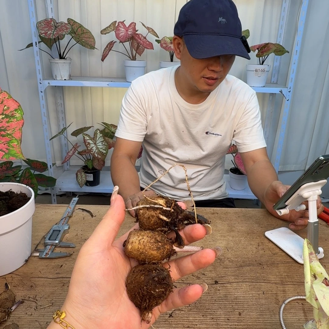 无花朵盲盒球3个，福利无售后0012