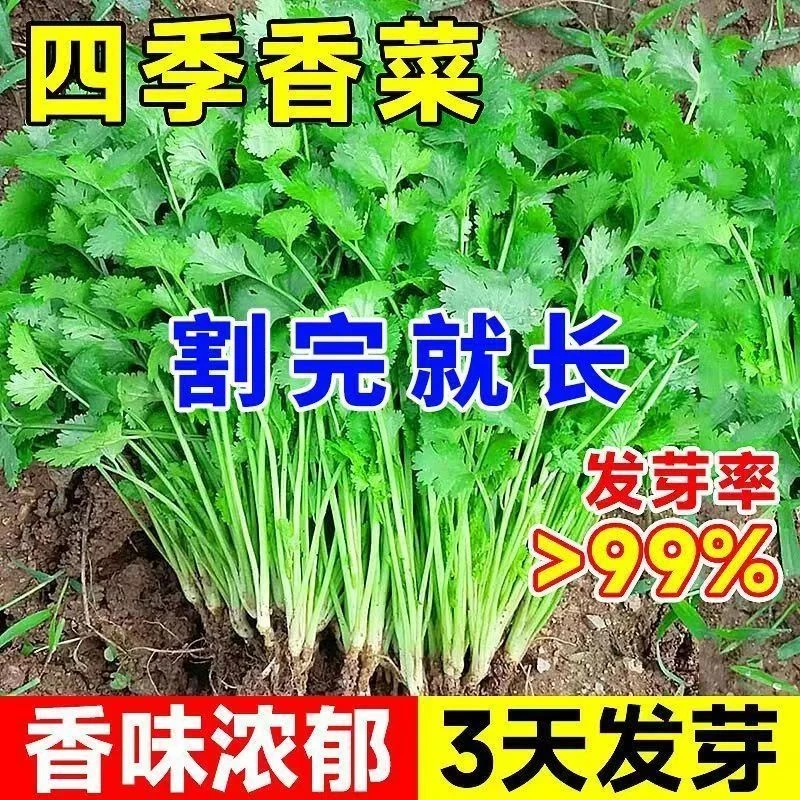 四季大叶香菜种子阳台盆栽速生菜籽香菜农家菜园芫荽家庭蔬菜种子