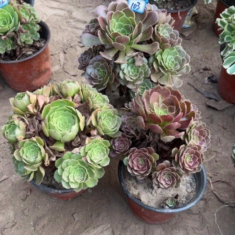 103多肉植物组合，