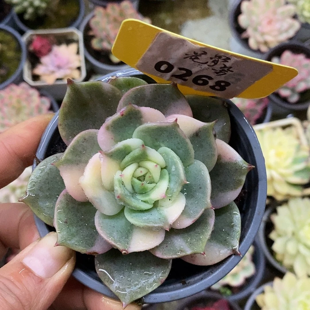 268哈哈哈哈哈哈哈哈哈