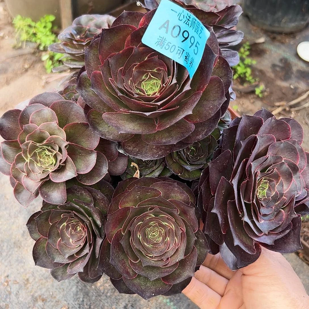 0995多肉植物魅金玫瑰