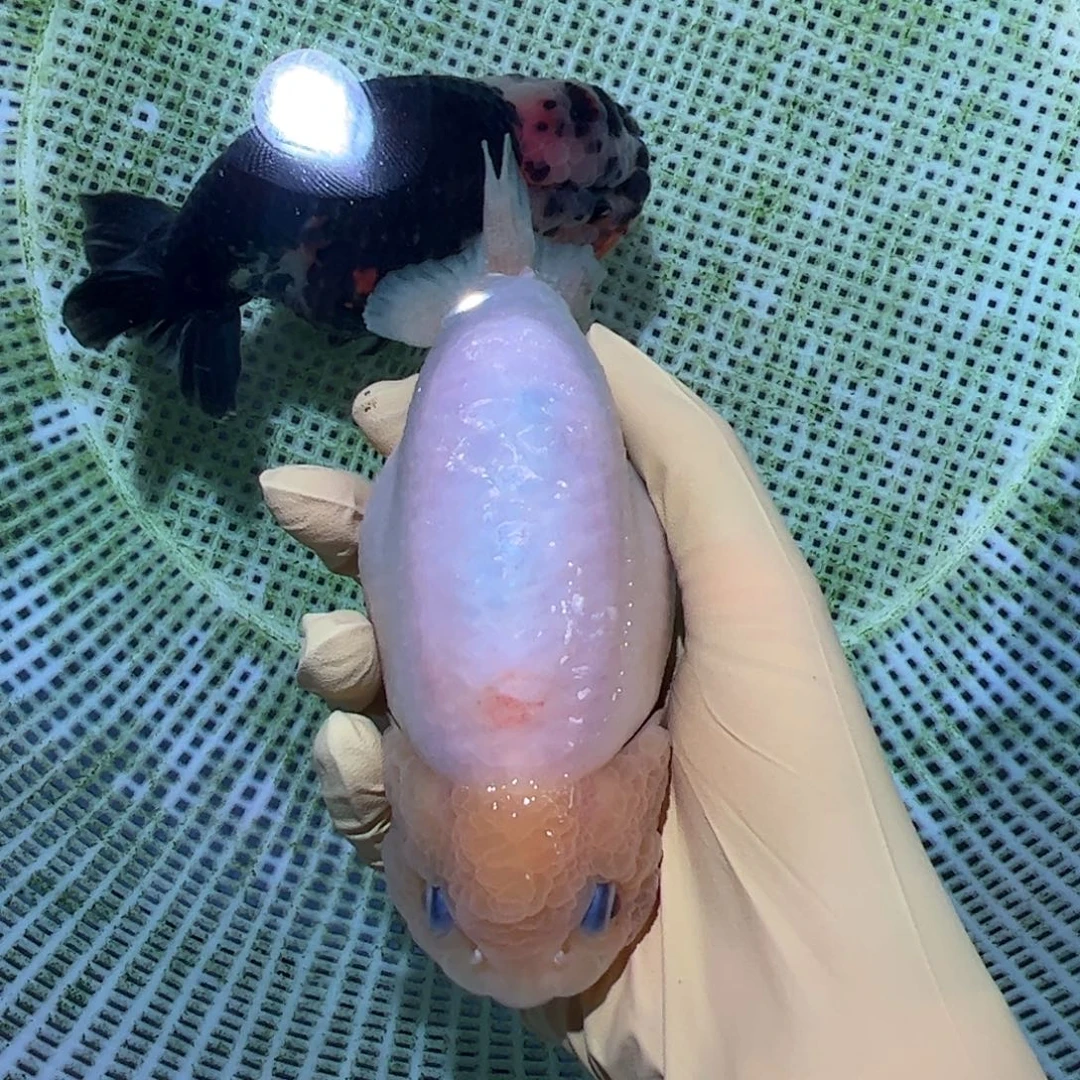 金鱼买够三条顺丰包邮陆运