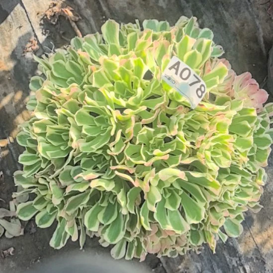 078白凤花花法师外卖