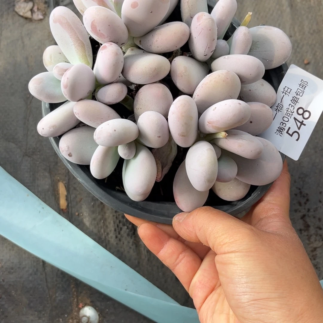 是***呀548原始奶多肉植物……