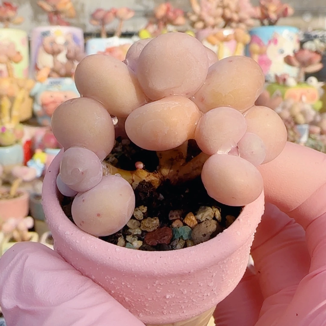 三头蛋黄奶 盆口4cm