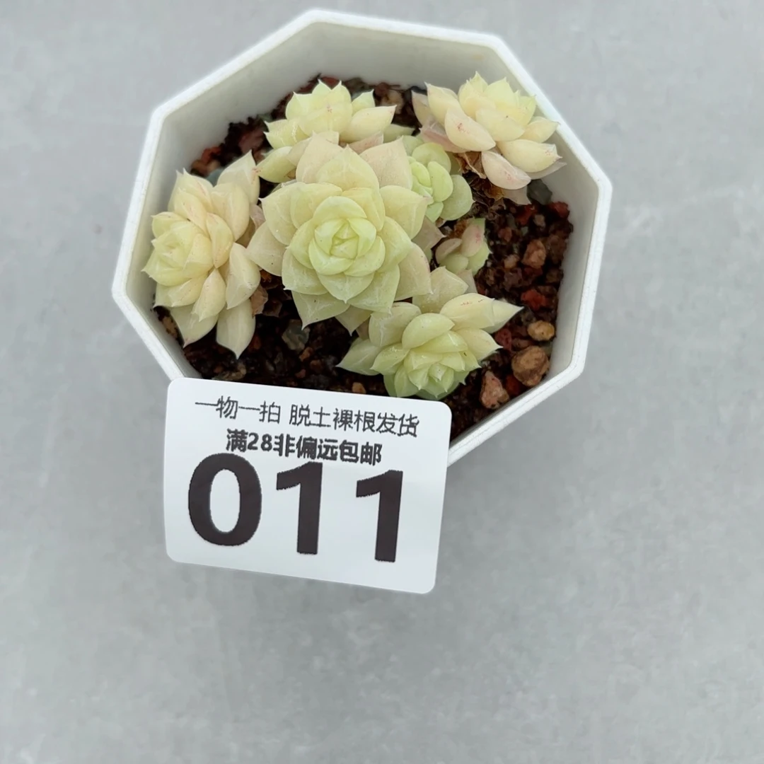 白天鹅麦秆无盆土发货