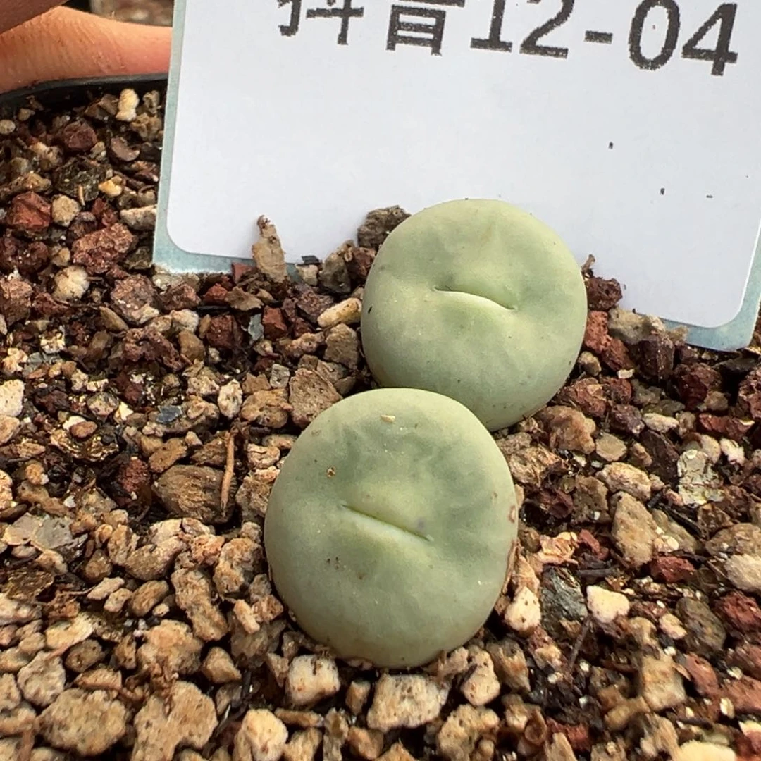 兜***糖12-04肉锥多肉植物，