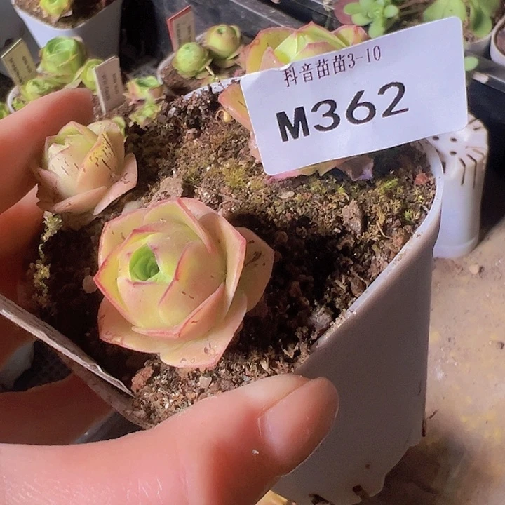 山地玫瑰多肉植物362