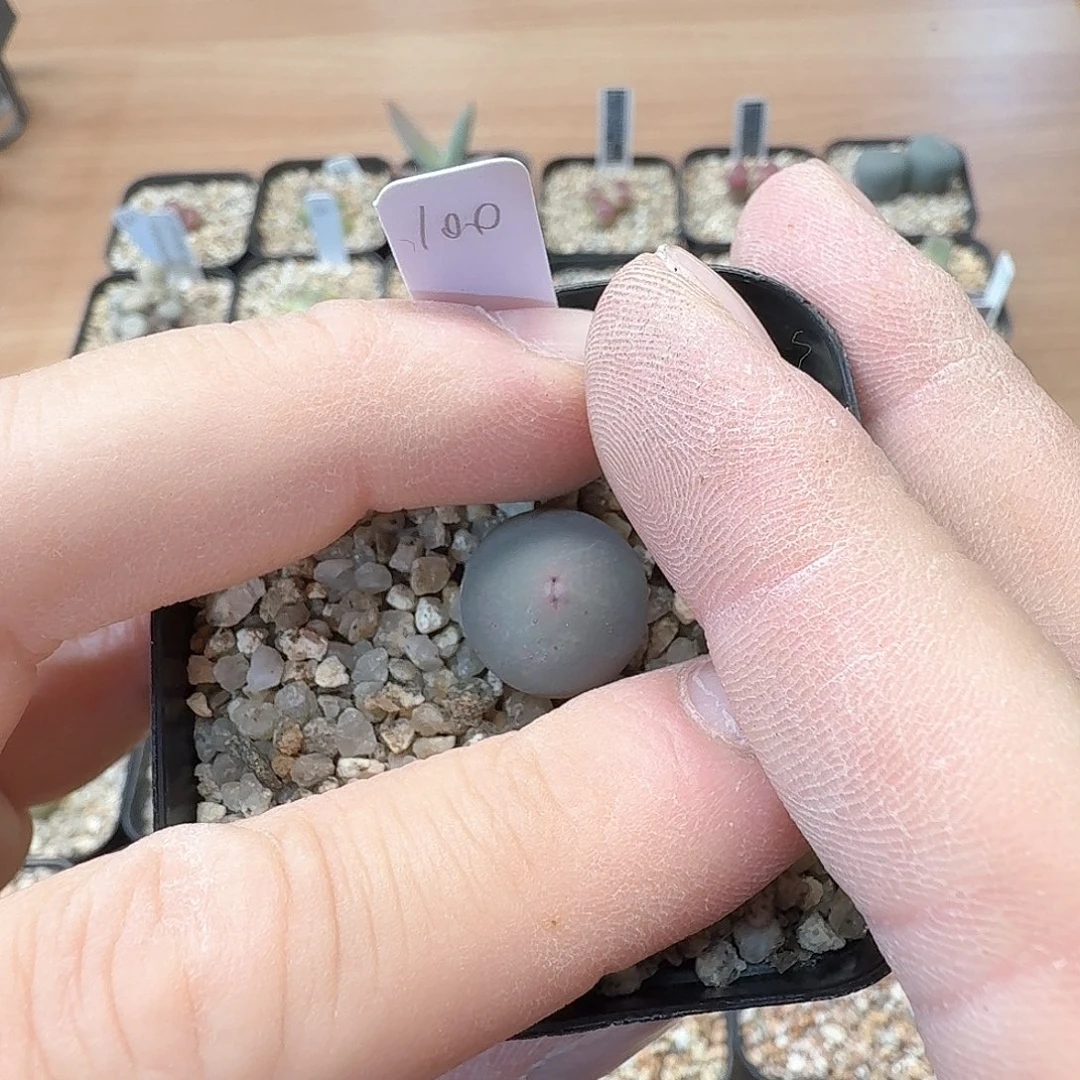 薇*dy7 wl宝宝 sb1102