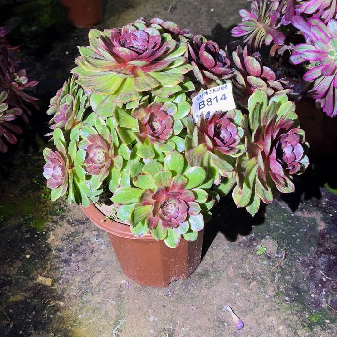 多肉植物814半夏