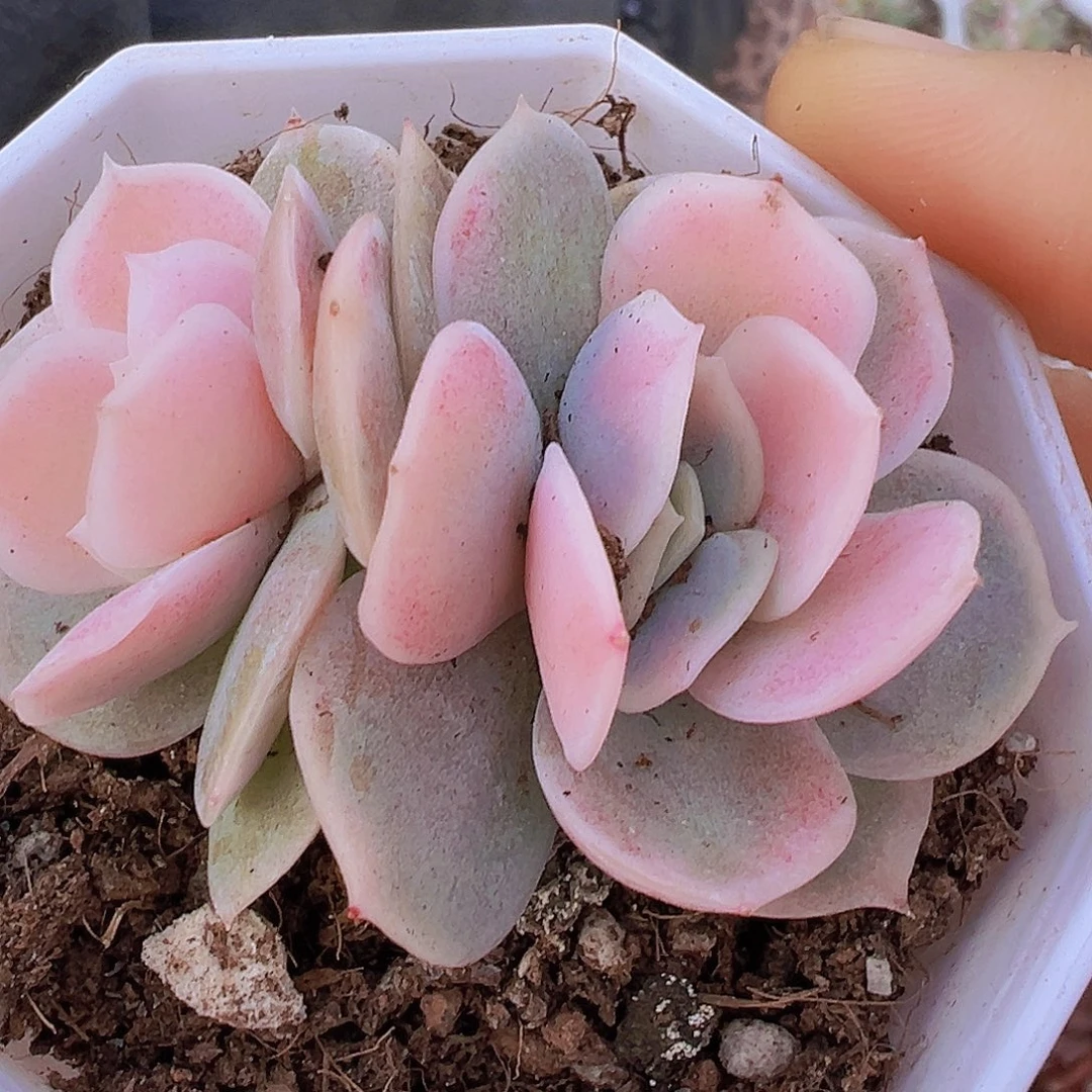 双头蓝色惊喜锦19包邮
