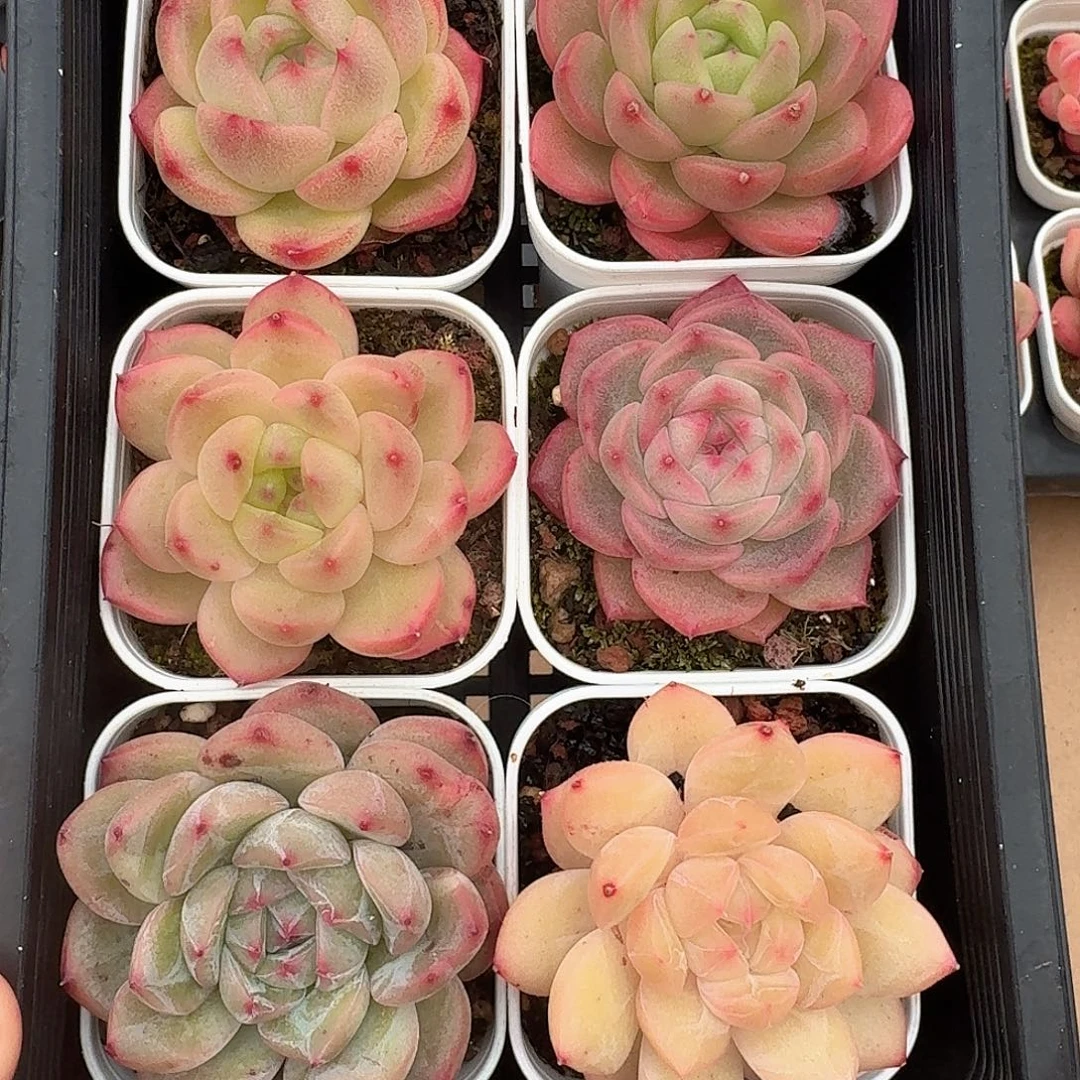 01糖心珍妮一物一拍