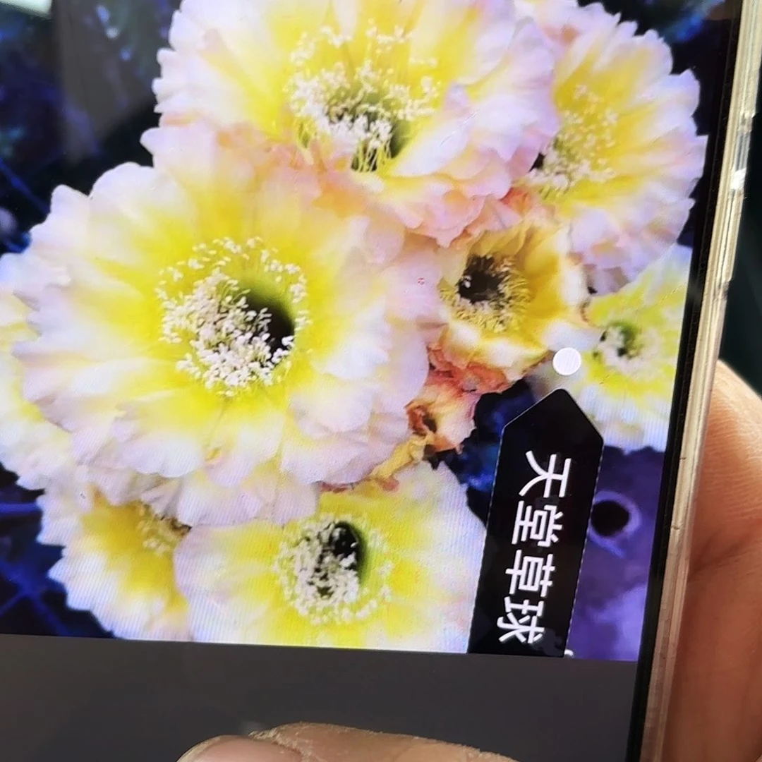 哦天堂彩侧牙20包邮39