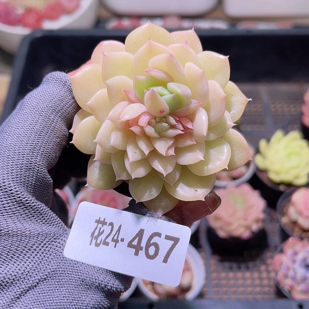 花24-467新麦秆单头