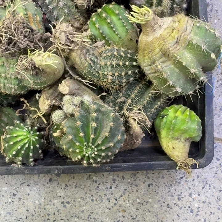 222实生彩草3个脱土发货斑伤，20包邮