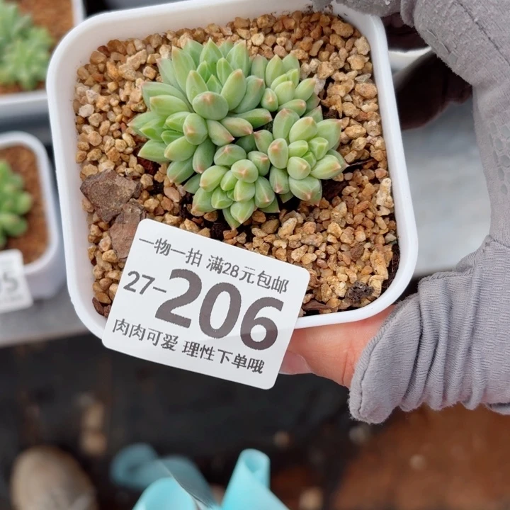 胖体青花瓷无盆土无盆土发货