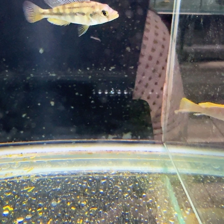 霓虹灯鱼厚唇啪啦啦849。