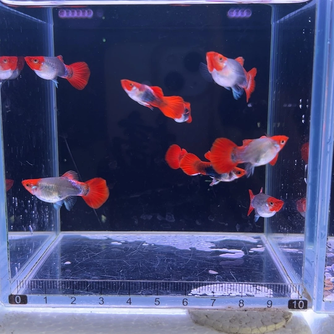 孔雀鱼深海蓝贵族短球4对