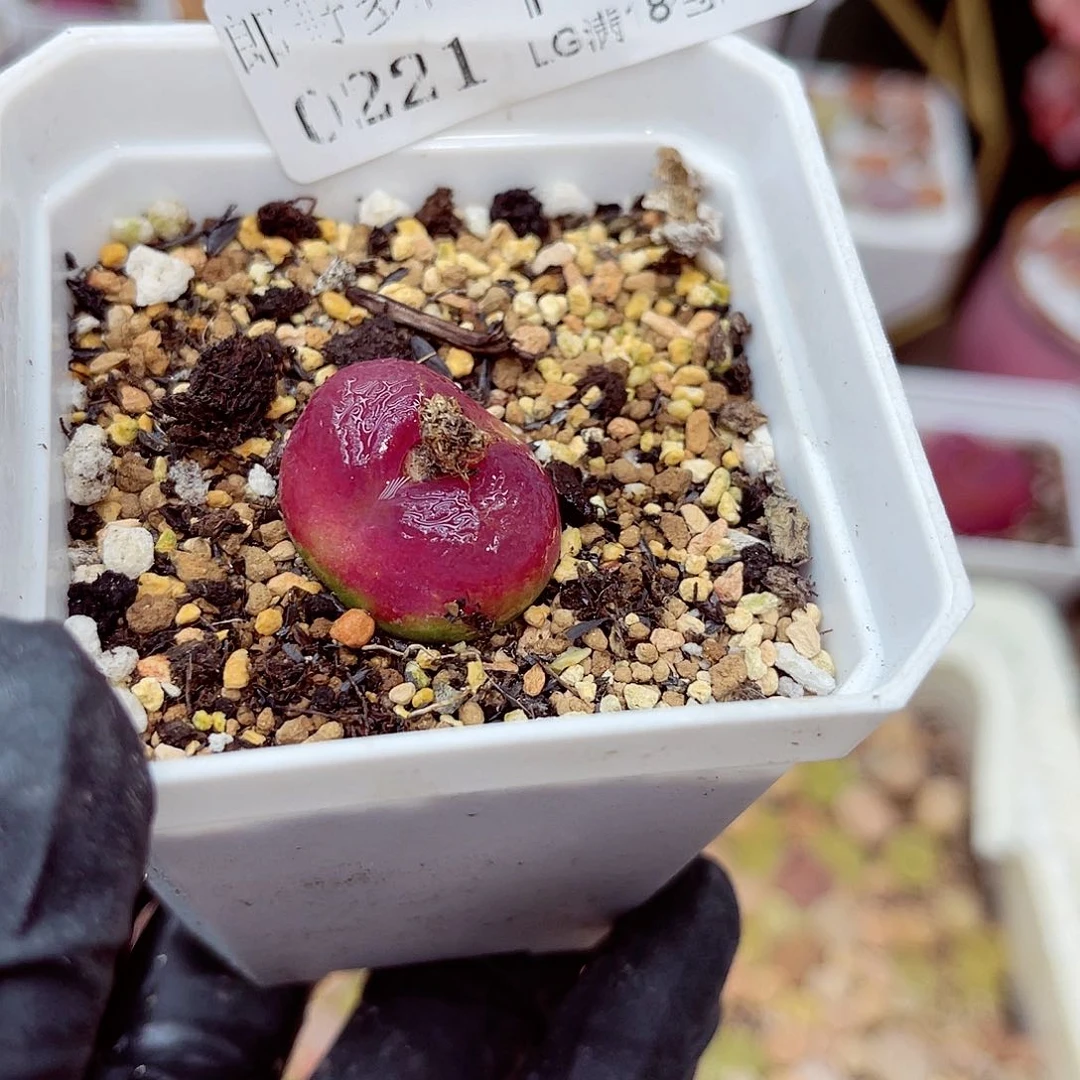 生石花满18包邮21-187