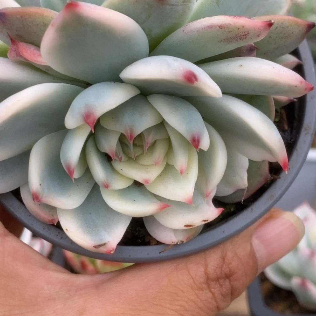 084锦锦锦锦锦锦