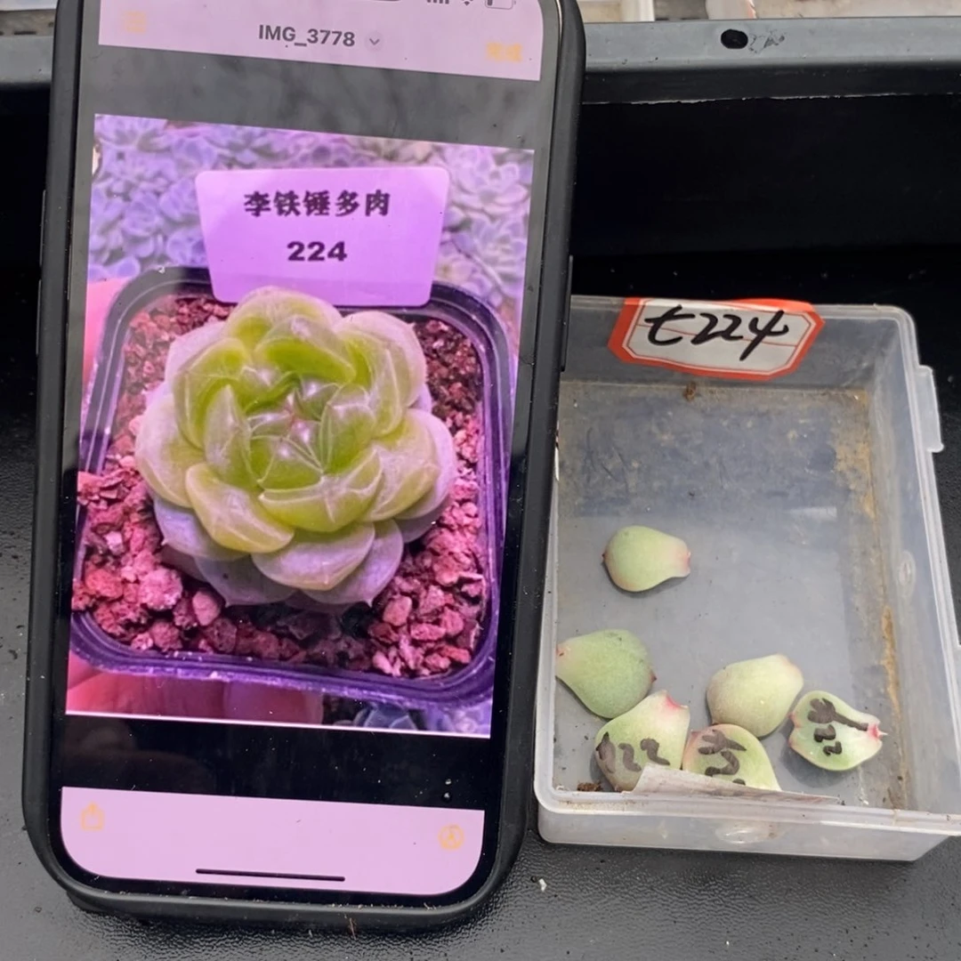 甜心224叶片一个