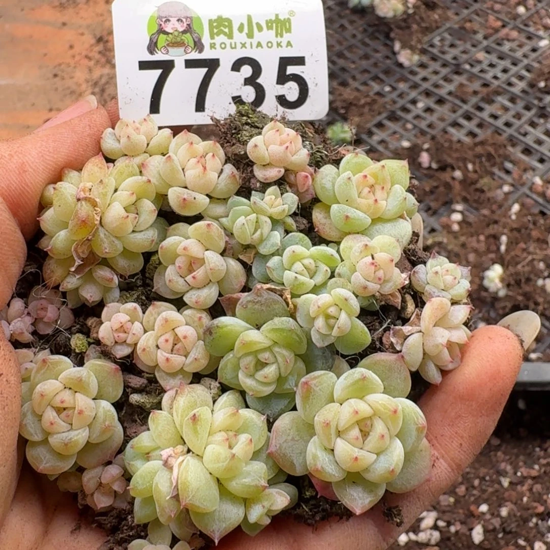 多肉植物多肉植物